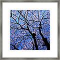 Cherry Blossoms In Whole Sky Framed Print