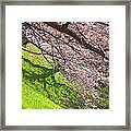 Cherry Blossoms Over A Green Lawn Framed Print