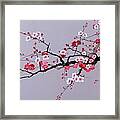 Cherry Branch With Pink, White And Red Flowers Framed Print