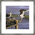 Chesapeake Treasurers - Osprey Framed Print