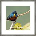 Chestnut-bellied Euphonia Framed Print