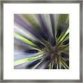 Chicory Flower Closeup Framed Print
