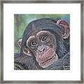 Chimpanzee Cub Framed Print