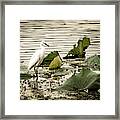 Chinese Egret Framed Print