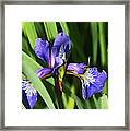 Chorley. Picnic In The Park. Walled Garden Iris. Framed Print