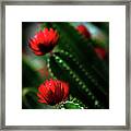 Christmas Cactus In Bloom Framed Print