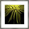 Chrysanthemum Spikes Framed Print