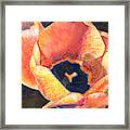 Chuck's Orange Tulip Framed Print
