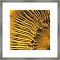 Ciliary Body And Iris Of The Eye Framed Print