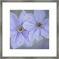Clematis Twins Framed Print