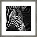 Close-up Of Grevy Zebra Head Framed Print