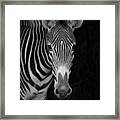Close-up Of Grevys Zebra Equus Grevyi Framed Print