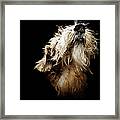 Close Up Of Norfolk Terrier Framed Print