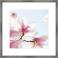Close Up Of Pink Flowers Framed Print