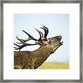 Close Up Of Red Deer Stag Roaring Framed Print