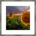 Close Up Of The Sunflower Fields At Sunset Framed Print