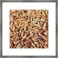 Close Up Of Wheat Grains Framed Print