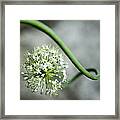 Close Up Of White Flowers Framed Print