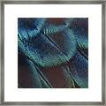 Close-up Peacock Feathers Framed Print