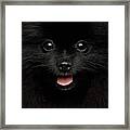 Portrait Of Happy Pomeranian Spitz Framed Print