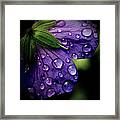 Closeup Of Purple Flower Framed Print