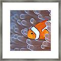 Clownfish In White Anemone Framed Print