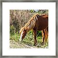 Coastal Wild Mustang Framed Print