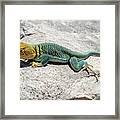 Collared Lizard Framed Print