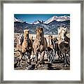 Colorado Horses Framed Print