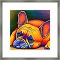 Daydreamer - Colorful French Bulldog Framed Print