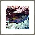 Colorful Moray Framed Print