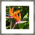 Colorful Of  Bird Of Paradise Flower Framed Print