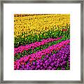 Colorful Rows Of Spring Tulips Framed Print