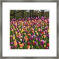 Colorful Tulip Field In Keukenhof 1 Framed Print