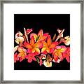 Coloured Frangipani Black Bkgd Framed Print