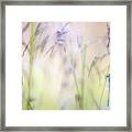 Common Blue Damselfly Roosting Among Dewy Grasses, Tamar Framed Print