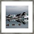 Common Eider, Iceberg In Fjord Framed Print