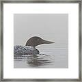 Common Loon In Early Morning Fog Framed Print