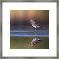 Common Snipe With Reflection And Colorful Background Framed Print