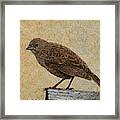 Common Sparrow Framed Print
