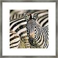 Common Zebra Equus Burchelli Amongst Framed Print