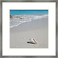 Conch Shell At Leeward Beach Turks And Caicos Framed Print
