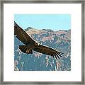 Condor In Flight Framed Print