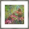 Coneflowers Among The Lavender 1667 Idp_2 Framed Print