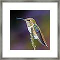 Contemplation Ii - Rufous Hummingbird Framed Print