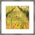 Converging Tracks In A Flower Meadow Framed Print