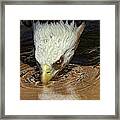 Cool Drink On A Hot Day Framed Print