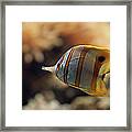 Copperband Butterflyfish Framed Print