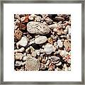 Coral And Stone Framed Print