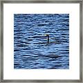 Cormorant Floats In The Blue Water Framed Print